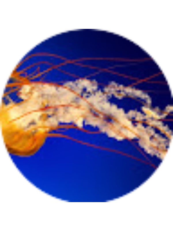 Photo of Cetin Cetin