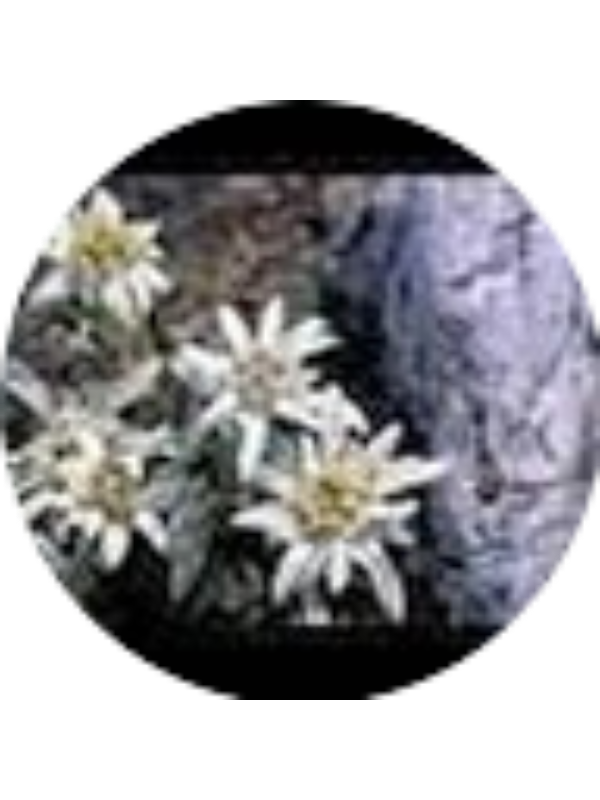 Photo of VICTORIA LACATUSU