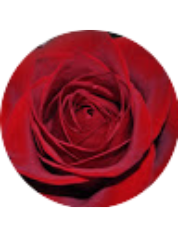 Photo of Morgan Westerfield