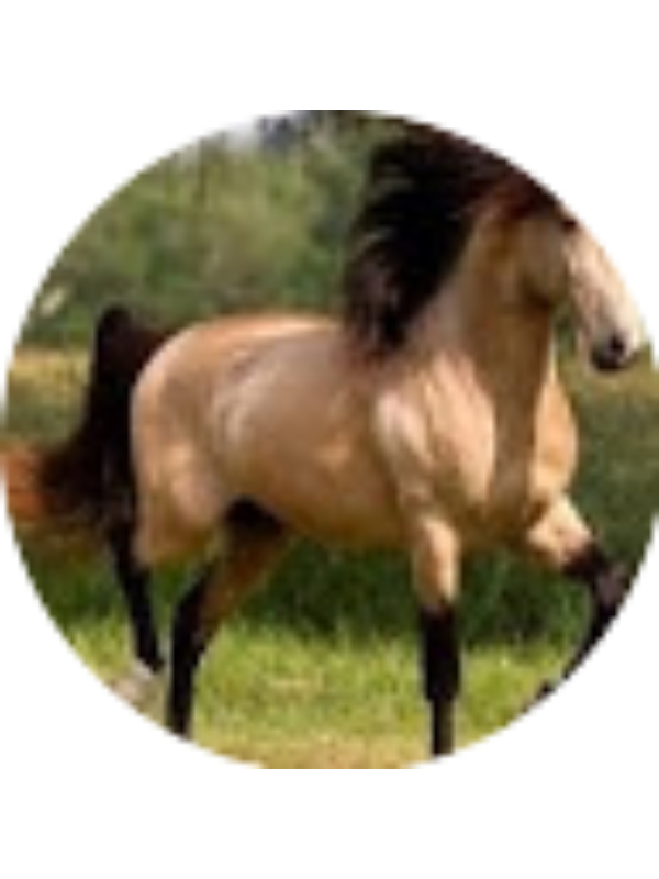 Photo of Destiny Pattee