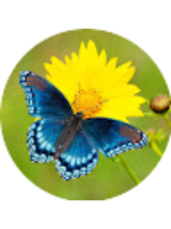 Photo of Madelyn Strickland