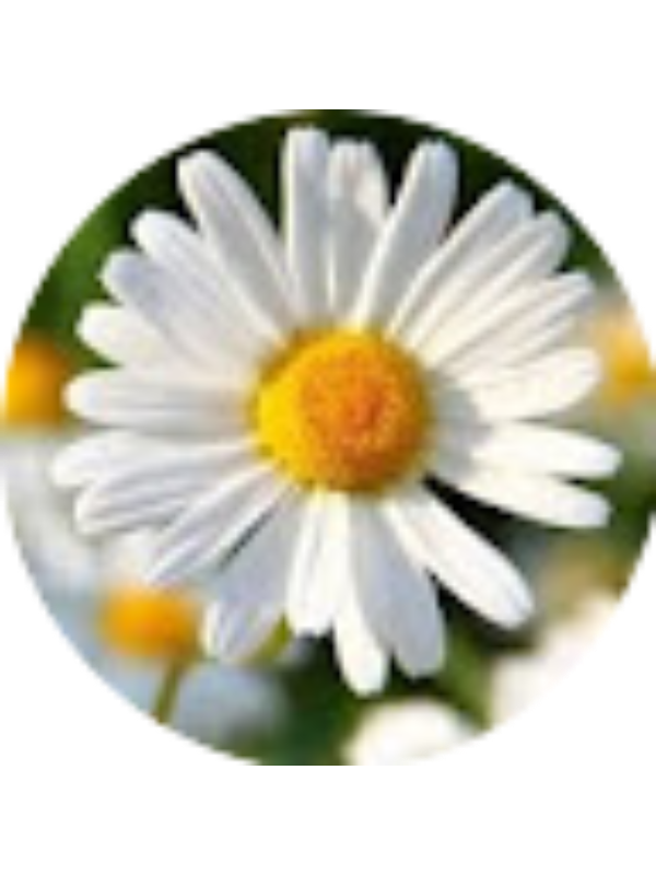 Photo of CAROLINE BLANCHARD