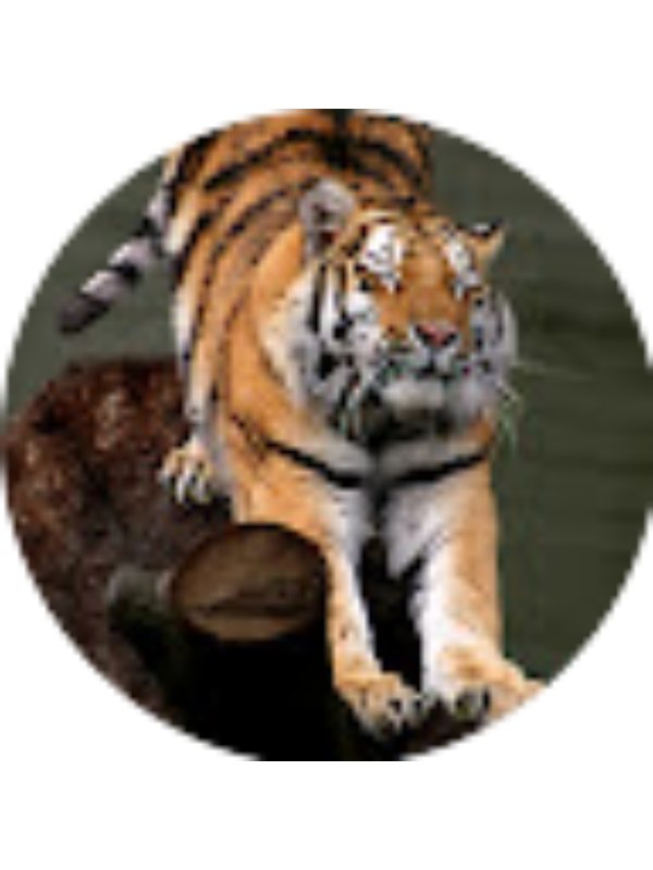 Photo of Joseph Matheson