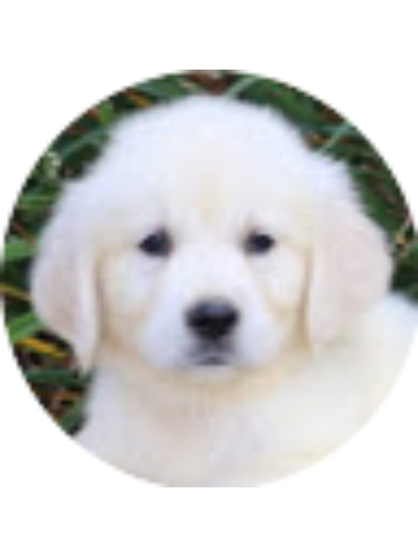 Photo of Austin Williams