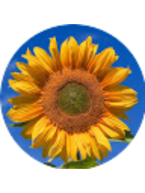 Photo of ALEXANDRA CROLEY