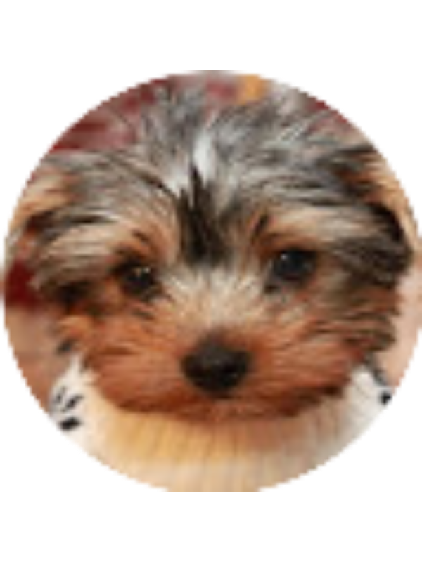 Photo of Sanjana Kumar