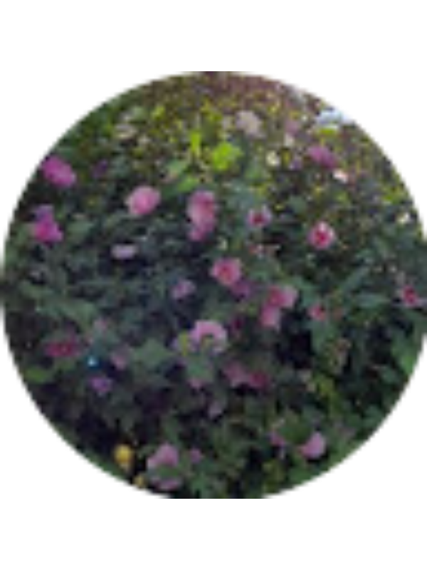 Photo of jitaruioana7