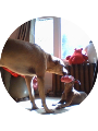 Picture of dogluv