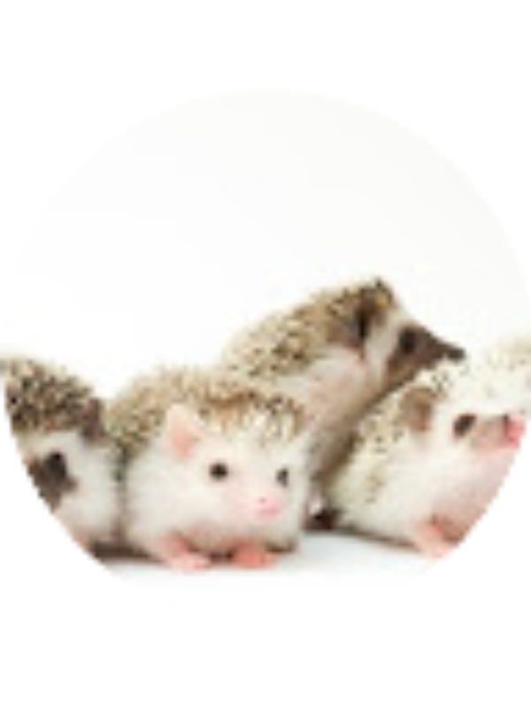 Photo of KAILEE INGBER