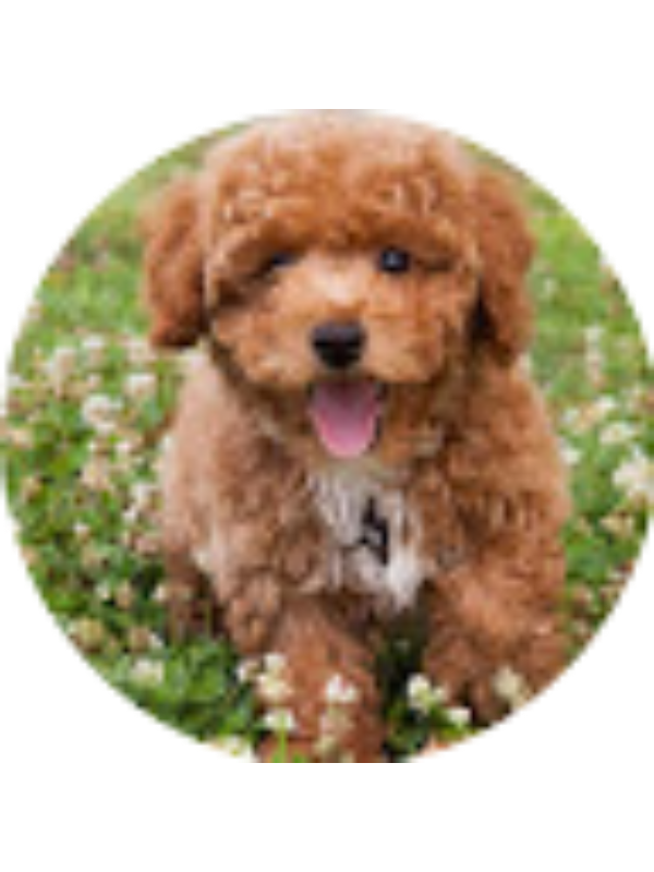 Photo of Aden J Smith