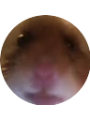 Picture of OLIVER JOHNSON