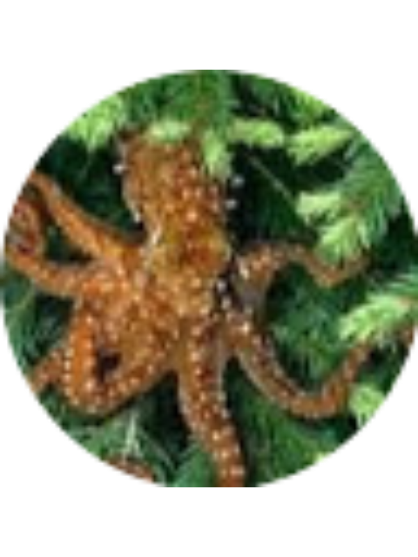 Photo of Wesley A Nelson