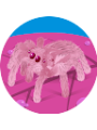 Picture of Sophia Sommers