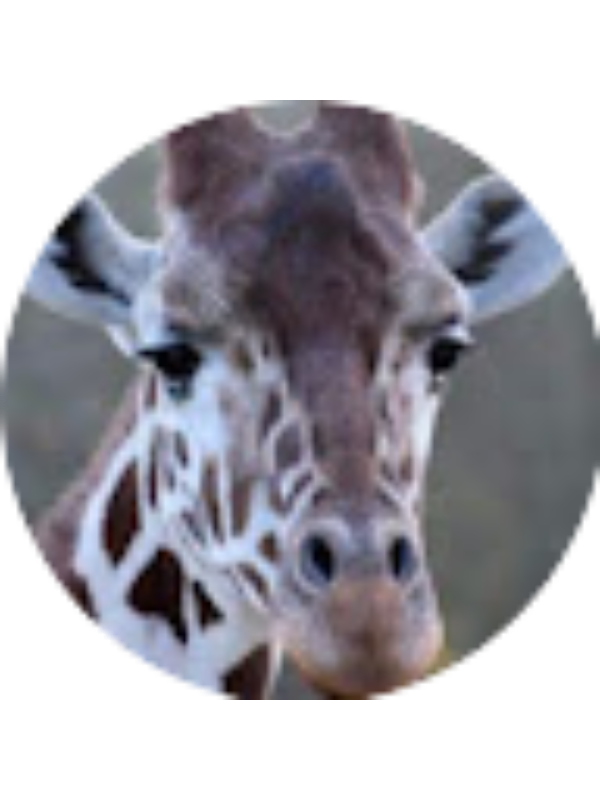 Photo of Johnavon Solomon