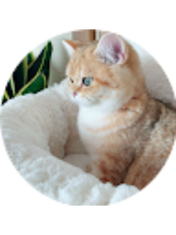 Photo of Xinran Yang