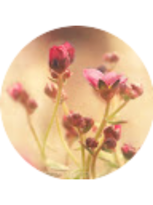 Photo of Merva Hassan