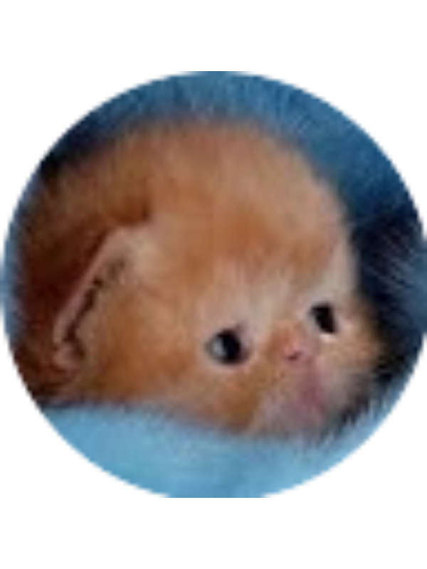 Photo of Shea Heilesen