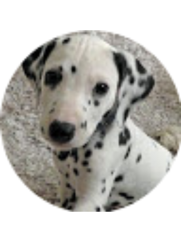 Photo of Karla Berroa