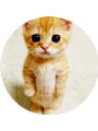 Picture of Justin Lee