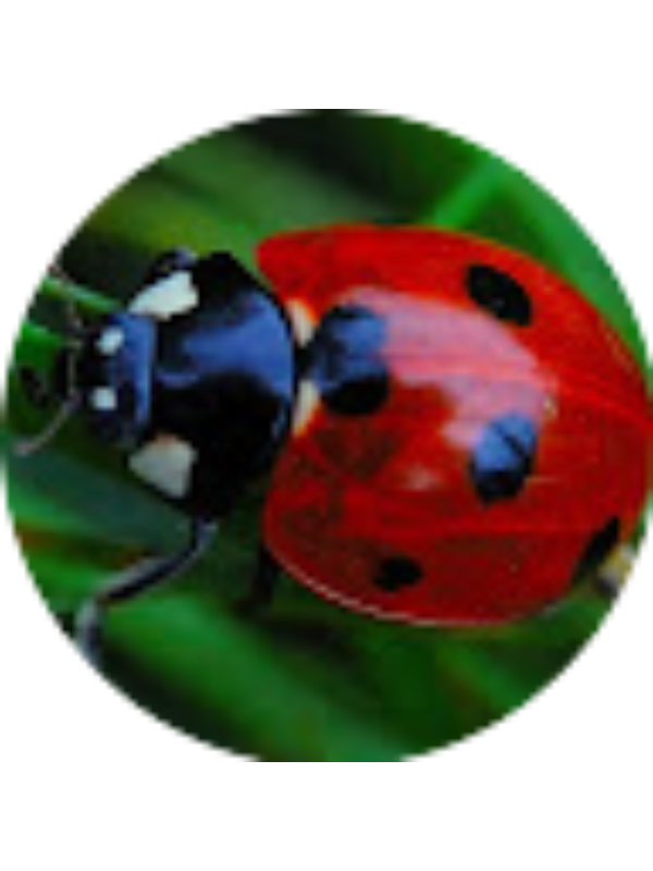 Photo of Zuzana Meszarosova