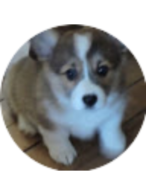 Photo of Riley Pauley