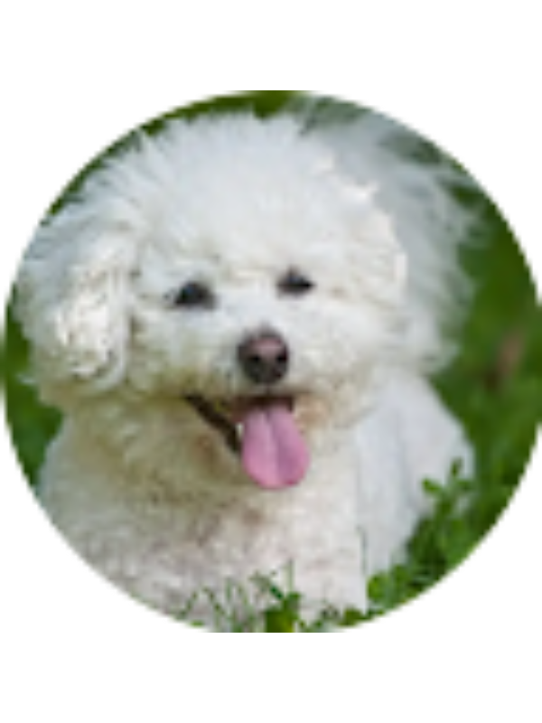 Photo of Sibyl Dauchert _ Student - JeffreysGro