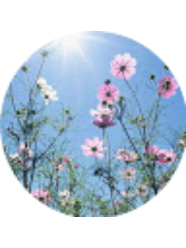 Photo of Cihan Süle