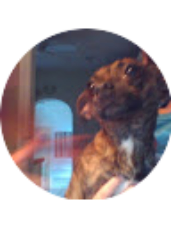 Photo of Coquina Homer