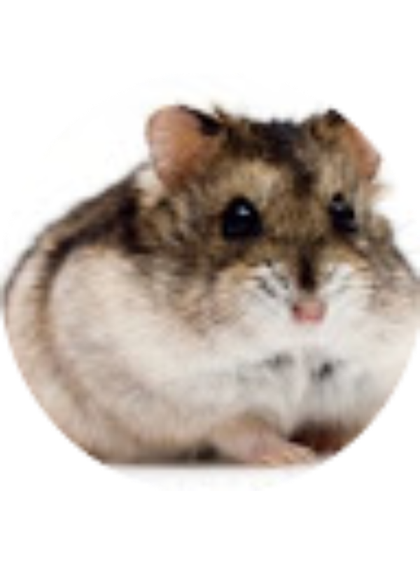 Photo of Stinkytheskunkfun Pets and more