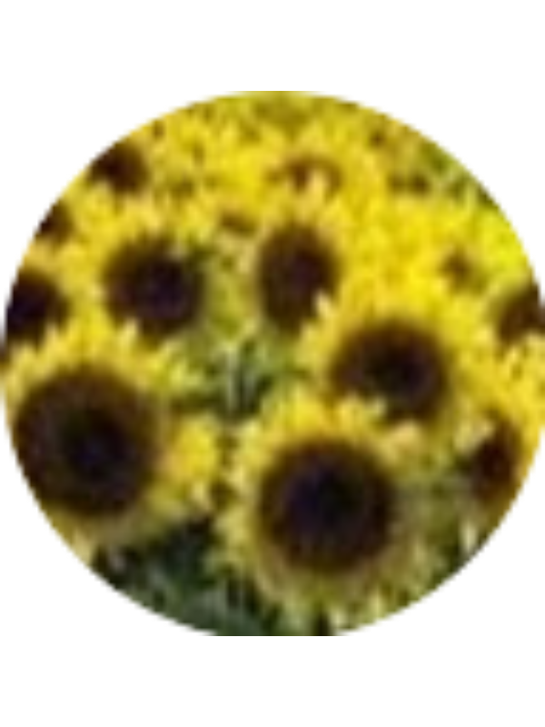 Photo of Yessica Luna