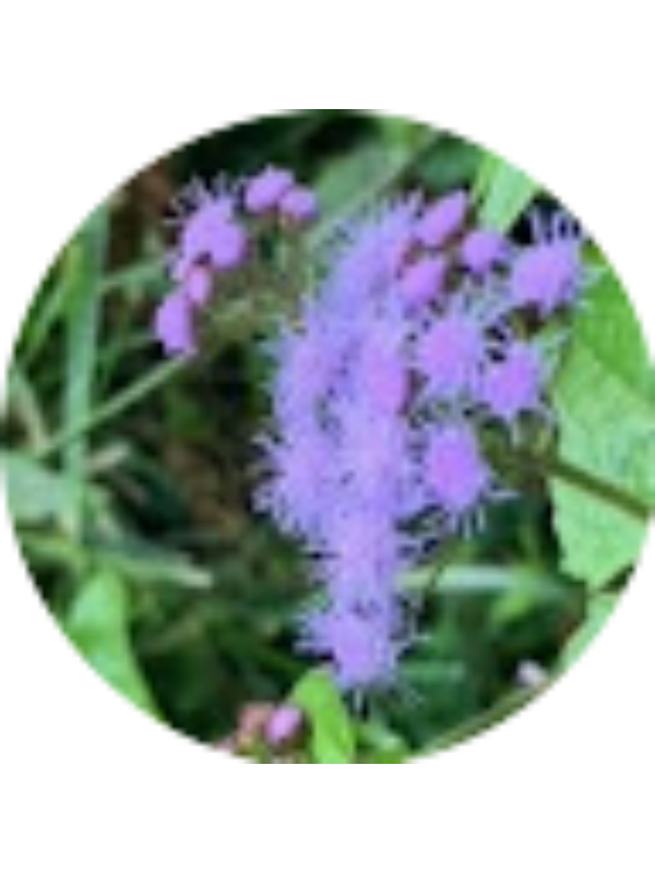 Photo of Melina Collins