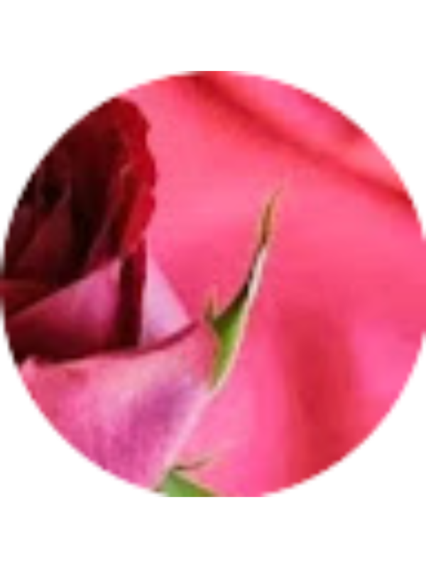 Photo of Nurşen VURANOK