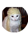 Picture of David Albu
