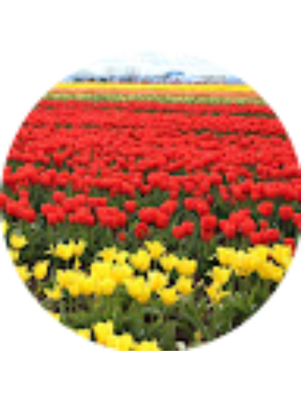 Photo of Fakrunnisa Pallimuttath Shamsudeen