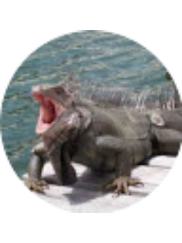 Photo of Isabella Arabia