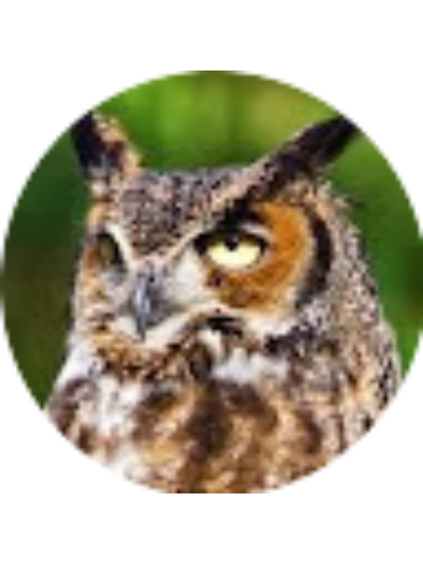 Photo of Regina Carvalho