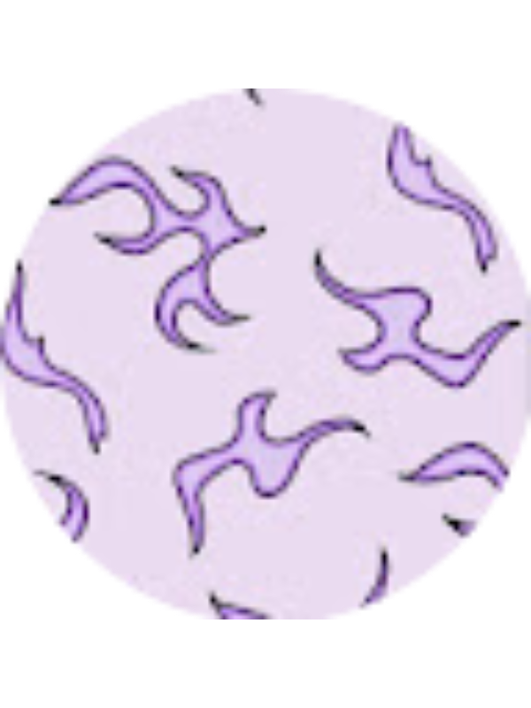 Photo of Anastasia Turcan