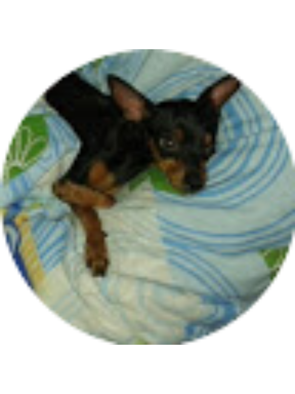 Photo of Deividy Yerry