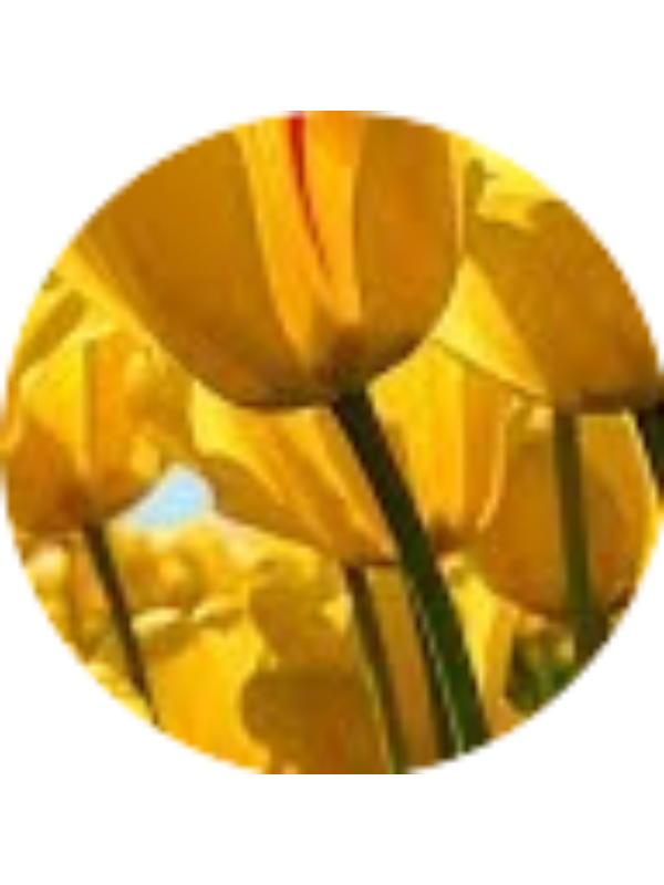 Photo of Tracy Mammone