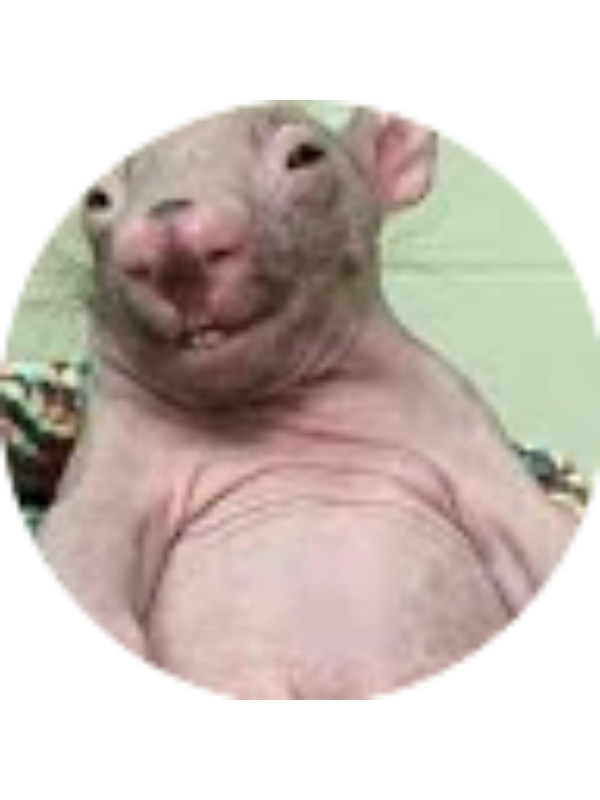 Photo of Laia COLOM BERTRAN