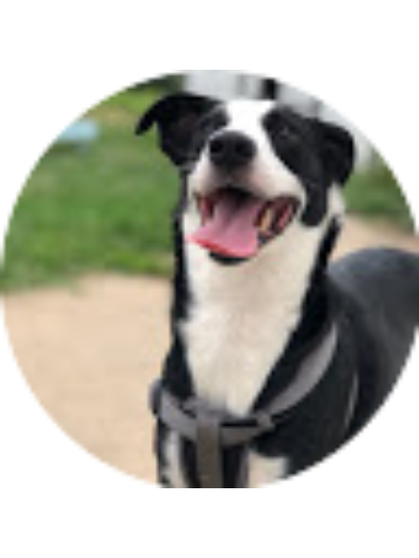 Photo of Cody Copeland-Damrow