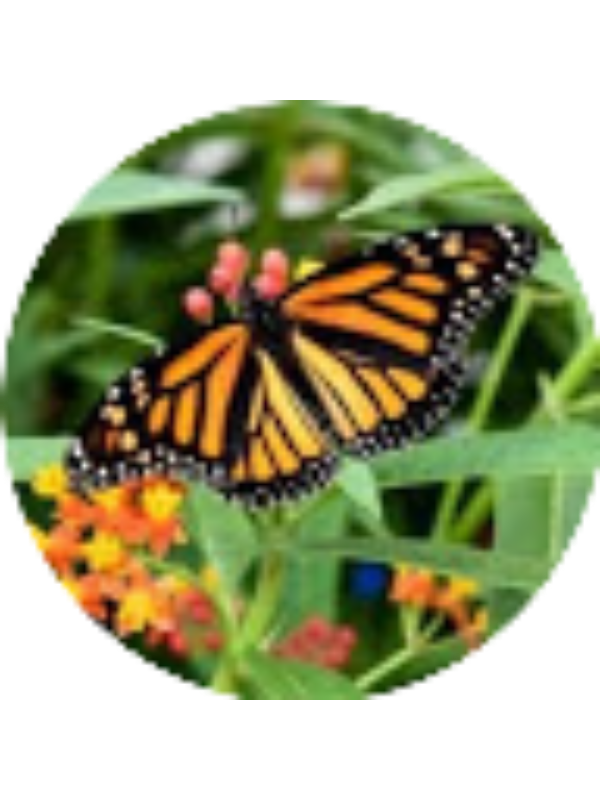 Photo of Lexie Weihe