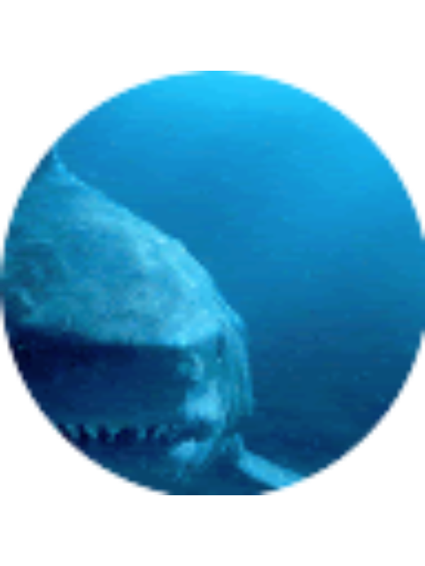 Photo of AUSTIN HARMOND