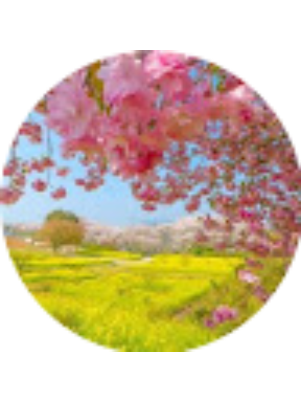 Photo of Alaa Soubra