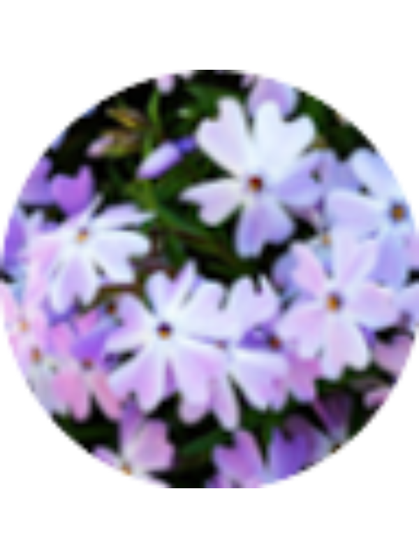 Photo of Meilin Fischer