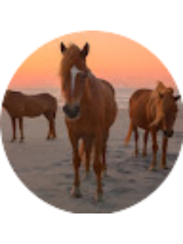 Photo of Willow Ferguson