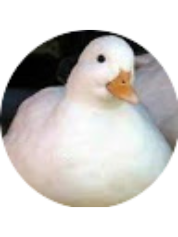 Photo of Chloe Distrajo