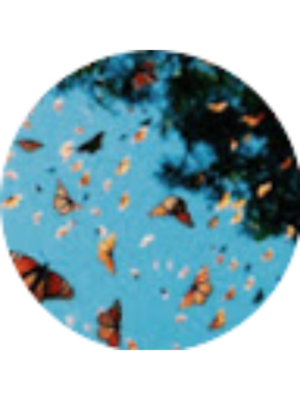 Photo of Emily Hokanson