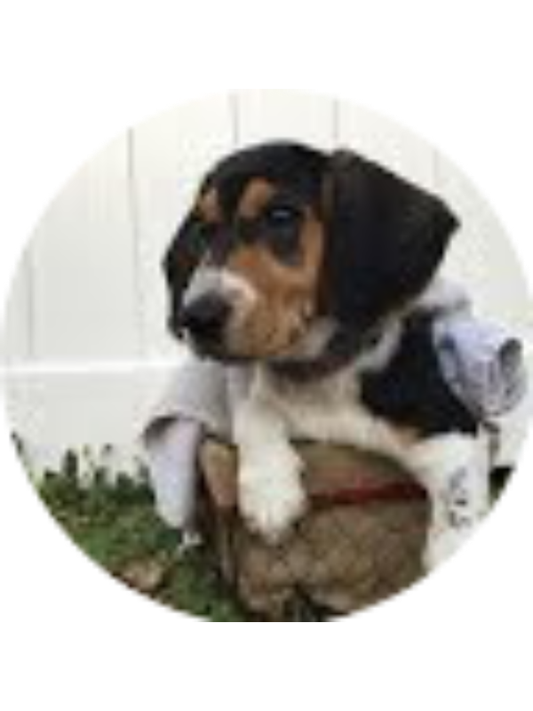 Photo of Whitney Hemerick