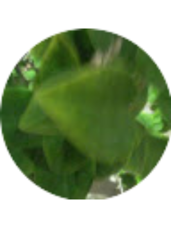 Photo of Syeda Hifza Mariam Afzal